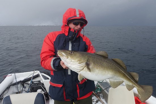 treska obecna-skrei 105 cm, brezen na Lofotech