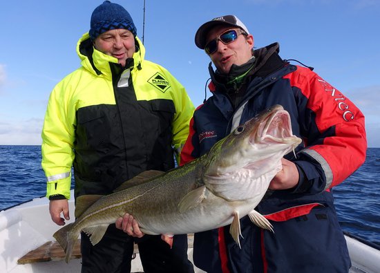 breznova treska-skrei 110 cm z Lofot breznova treska-skrei 110 cm z Lofot