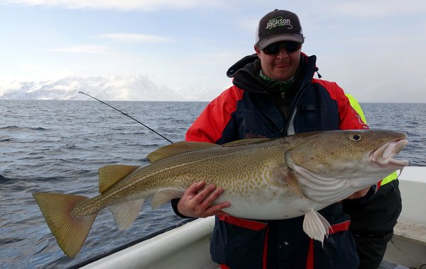 treska obecna-skrei 121 cm (20 kg), brezen na Lofotech treska obecna-skrei 121 cm (20 kg), brezen na Lofotech