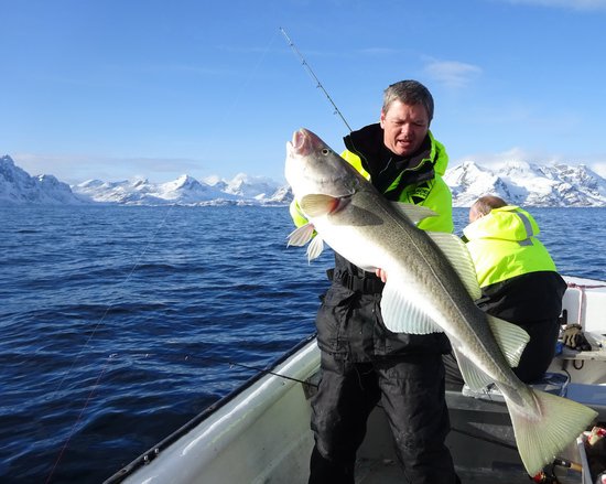 treska obecna-skrei 124 cm, brezen na Lofotech treska obecna-skrei 124 cm, brezen na Lofotech