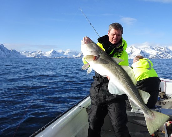 treska obecna-skrei 124 cm, brezen na Lofotech