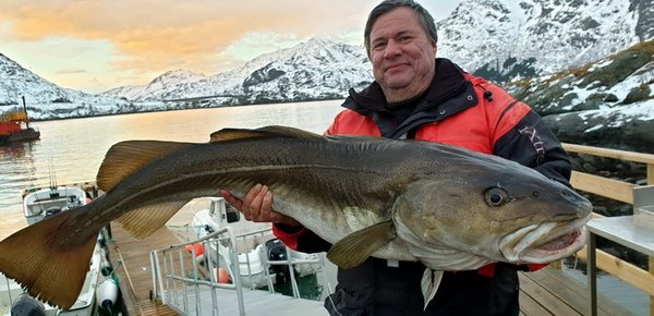 treska obecna 132 cm, Vestfjord-Lofoty v dubnu