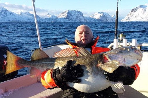 treska obecna 132 cm, 27 kg, brezen na Lofotech