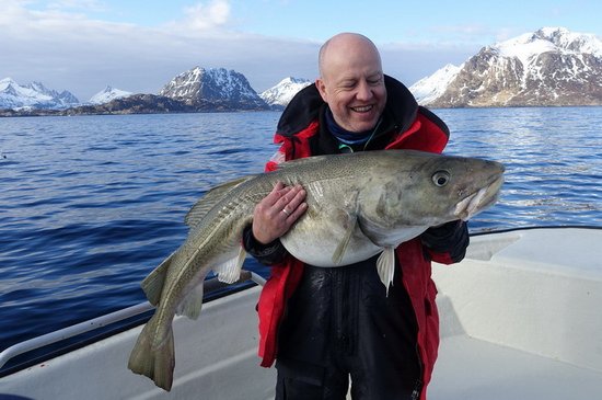 treska obecna - skrei 123 cm, duben ve Vestfjordu treska obecna - skrei 123 cm, duben ve Vestfjordu