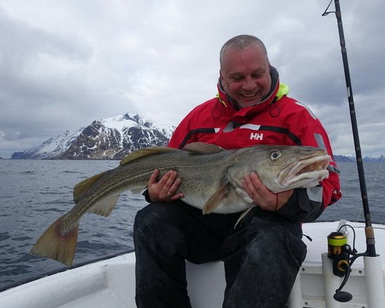 treska obecna - skrei 125 cm, duben ve Vestfjordu treska obecna - skrei 125 cm, duben ve Vestfjordu