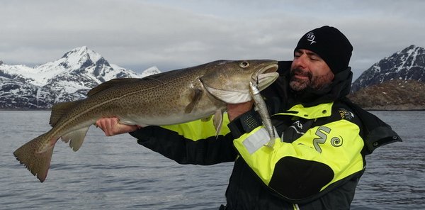 treska obecna - skrei 90 cm, duben ve Vestfjordu treska obecna - skrei 90 cm, duben ve Vestfjordu