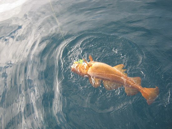 "oranžová" treska z chaluh, ilustrační foto