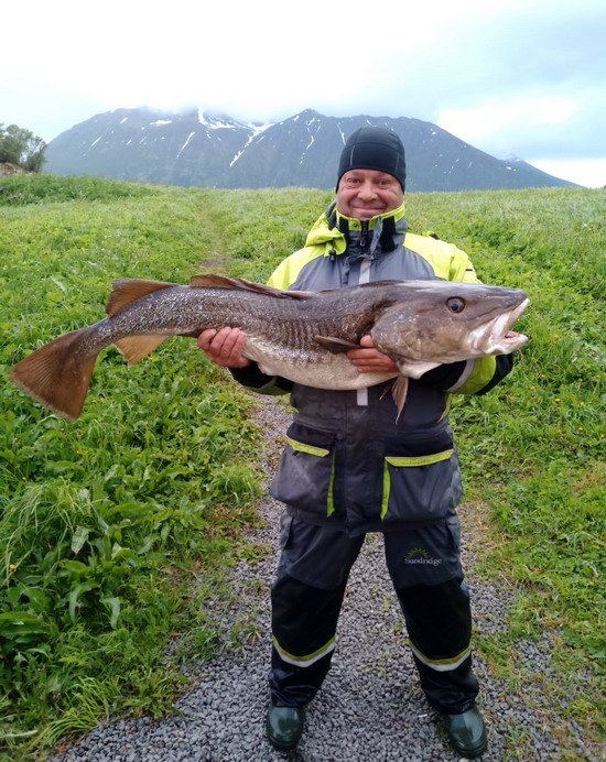 Treska obecná 115 cm z Elgsnes Treska obecná 115 cm z Elgsnes