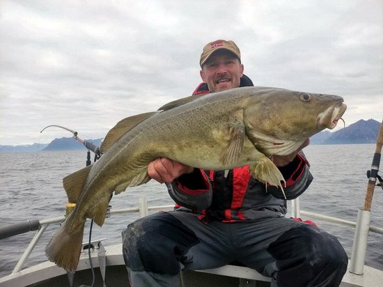 treska 120 cm, cerven u Skrolsvik, Senja