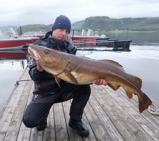 treska obecna 127 cm (17 kg) ulovena 15.6. na privlac (Savage Gear Cutbait Herring 270g) treska obecna 127 cm (17 kg) ulovena 15.6. na privlac (Savage Gear Cutbait Herring 270g)