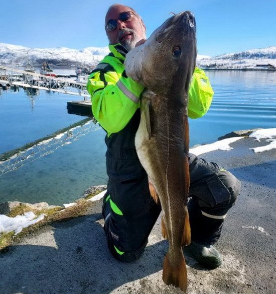 Maribell - treska obecná 128 a 17 kg