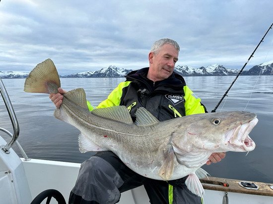 skrei - treska obecna ulovena v breznu skrei - treska obecna ulovena v breznu