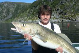 treska obecna treska obecna