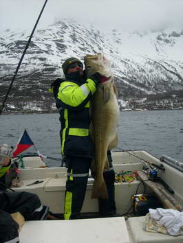 Kvenangen-Jokelfjord, treska obecna 133 cm Kvenangen-Jokelfjord, treska obecna 133 cm