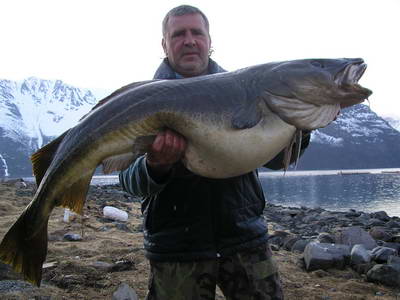 Kvenangen-Jokelfjord, treska obecna 147 cm, 26,4 kg, cerven