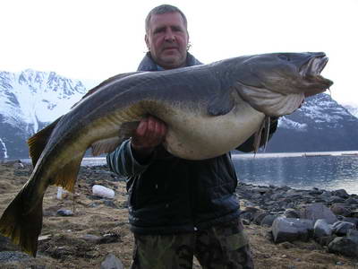 Kvenangen-Jokelfjord, treska obecna 147 cm, 26,4 kg, cerven Kvenangen-Jokelfjord, treska obecna 147 cm, 26,4 kg, cerven