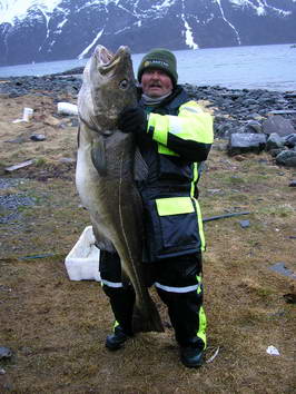 Kvenangen-Jokelfjord, treska obecna 147 cm, 26,4 kg, cerven