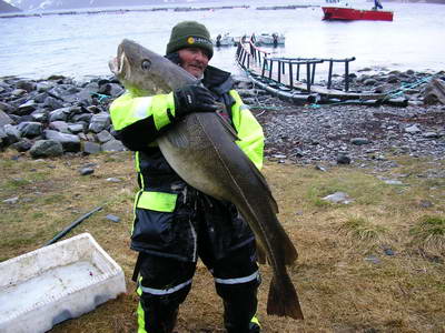 Kvenangen-Jokelfjord, treska obecna 147 cm, 26,4 kg, cerven