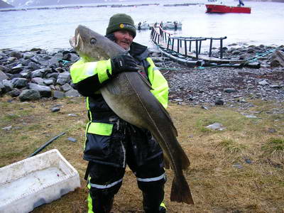 Kvenangen-Jokelfjord, treska obecna 147 cm, 26,4 kg, cerven Kvenangen-Jokelfjord, treska obecna 147 cm, 26,4 kg, cerven