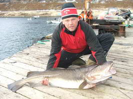 treska obecna 125 cm, Seiland 1.5.