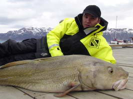 tLyngenfjord - treska obecna 22 kg
