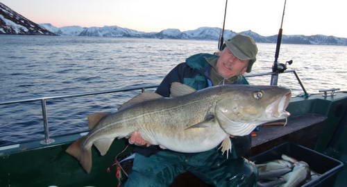 treska obecna 20,5 kg, kveten