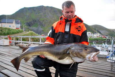 treska obecna 125 cm, cervenec, Finnmark