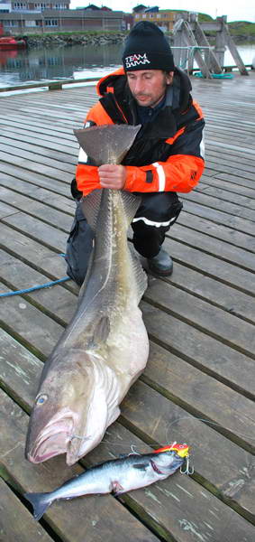 treska obecna 135 cm, 22,7 kg