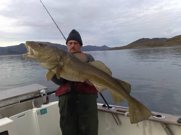 treska obecna 130 cm, zari, Finnmark