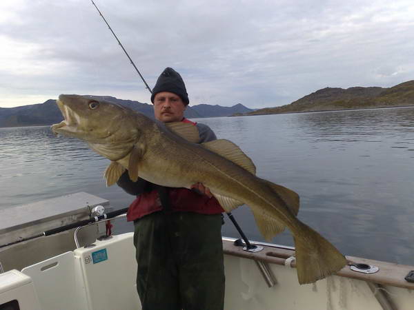 treska obecna 130 cm, zari, Finnmark treska obecna 130 cm, zari, Finnmark