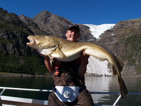 treska obecna 134 cm - Finnmark treska obecna 134 cm - Finnmark