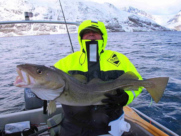 treska obecna - kveten v kraji Finnmark 