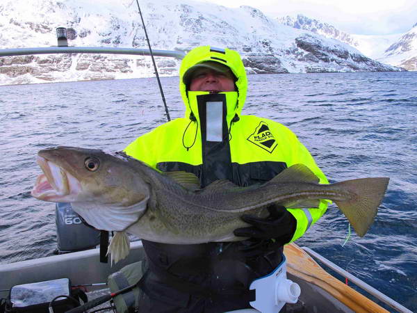 treska obecna - kveten v kraji Finnmark treska obecna - kveten v kraji Finnmark