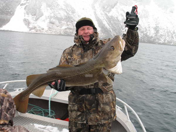 treska obecna - Finnmark v kvetnu