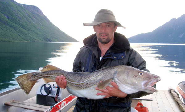 treska obecna, kraj Nordland treska obecna, kraj Nordland