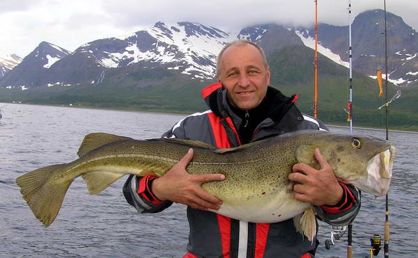 treska obecna - cervenec, Troms-Finnmark