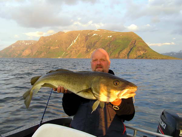 treska obecna - cervenec, Troms-Finnmark