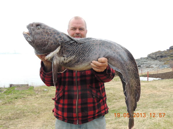 vlkous skvrnity 13 kg z Altafjordu