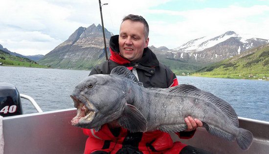 vlkous 109 cm, 14 kg vlkous 109 cm, 14 kg