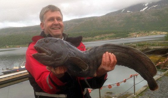 vlkous z kraje Helgeland vlkous z kraje Helgeland
