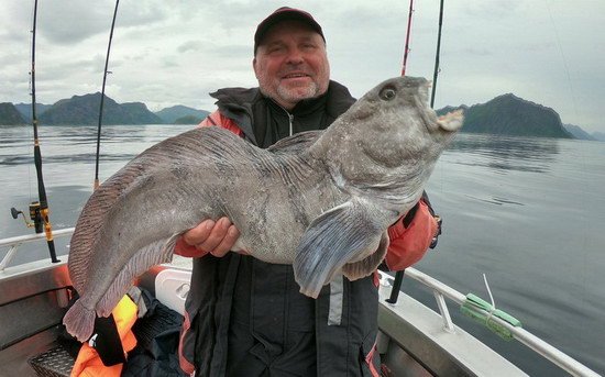 vlkous 90 cm, 28.7., Torsken, Senja vlkous 90 cm, 28.7., Torsken, Senja