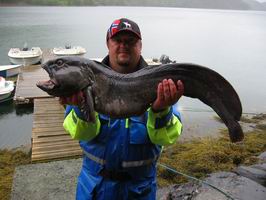 kraj More-Romsdal, vlkous - morska kocka kraj More-Romsdal, vlkous - morska kocka