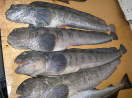 denni ulovek vlkousu v kraji Finnmark denni ulovek vlkousu v kraji Finnmark