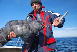 vlkous 84 cm, Finnmark, cerven vlkous 84 cm, Finnmark, cerven