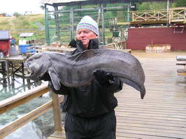 Vlkous 106 cm, Lyngen, zari Vlkous 106 cm, Lyngen, zari