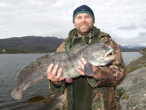 Vlkous z kraje Nordland Vlkous z kraje Nordland