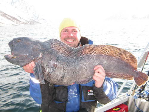 vlkous 92 cm, kveten, Finnmark vlkous 92 cm, kveten, Finnmark