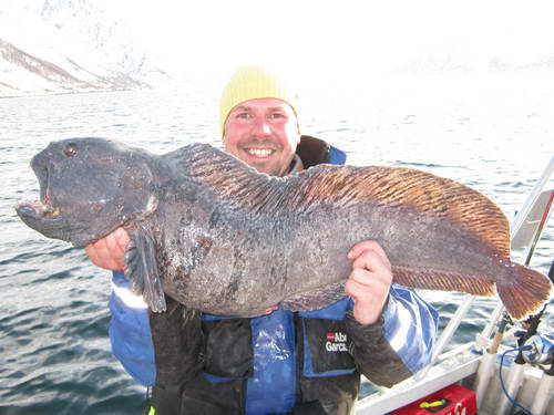 vlkous 92 cm, kveten, Finnmark