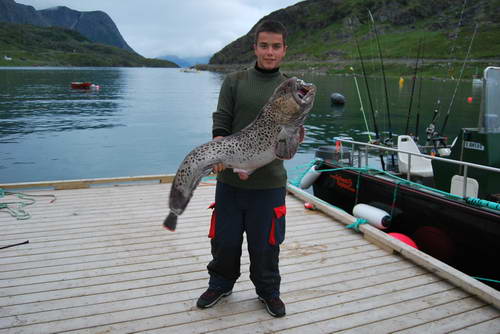 vlkous skvrnity 115 cm, 14,5 kg, Finnmark, srpen