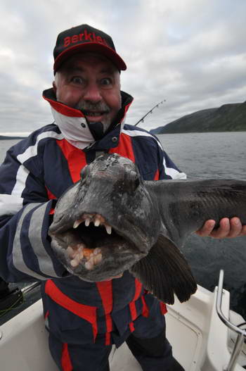 vlkous, srpen v kraji Finnmark, foto Milan WISO vlkous, srpen v kraji Finnmark, foto Milan WISO